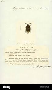 Attēlu rezultāti vaicājumam “Ligidium hypnorum”