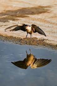 Image result for Cecropis daurica