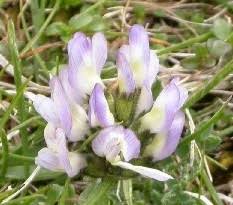 Attēlu rezultāti vaicājumam “Astragalus danicus”