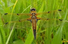 Attēlu rezultāti vaicājumam “Libellula quadrimaculata exuvia”