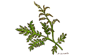 Image result for Artemisia annua