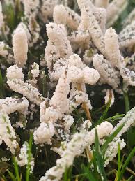 Attēlu rezultāti vaicājumam “Physarum leucopus stalked”