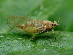 Attēlu rezultāti vaicājumam “Trioza dispar”