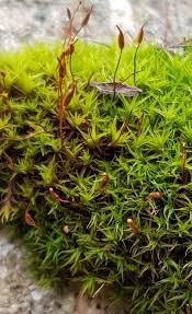 Attēlu rezultāti vaicājumam “Didymodon rigidulus sporophyte”