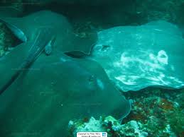 Image result for Bathytoshia centroura