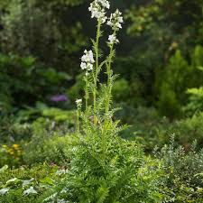 Image result for Polemonium coeruleum album