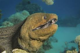 Image result for Conger conger