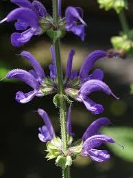 Attēlu rezultāti vaicājumam “Salvia pratensis”
