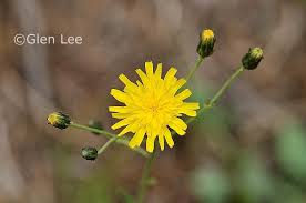 Attēlu rezultāti vaicājumam “Hieracium umbellatum bud”