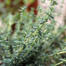 Image result for Thymian