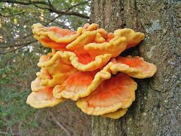 Attēlu rezultāti vaicājumam “Laetiporus sulphureus”