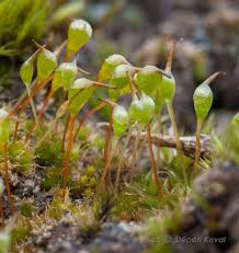 Attēlu rezultāti vaicājumam “Eurhynchiastrum pulchellum macro”