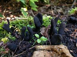 Attēlu rezultāti vaicājumam “Xylaria polymorpha”