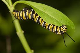 Image result for monarch caterpillar