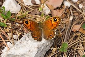 Attēlu rezultāti vaicājumam “Lasiommata maera underside”
