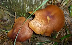 Attēlu rezultāti vaicājumam “Tricholomopsis rutilans”