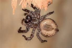 Attēlu rezultāti vaicājumam “Salticidae”