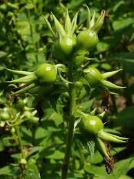 Attēlu rezultāti vaicājumam “Campanula latifolia fruit”
