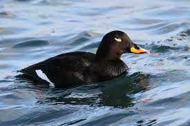 Attēlu rezultāti vaicājumam “Melanitta fusca”