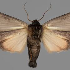 Attēlu rezultāti vaicājumam “Amphipyra livida”