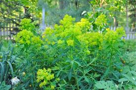 Attēlu rezultāti vaicājumam “Euphorbia palustris flower”