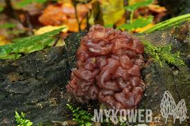 Attēlu rezultāti vaicājumam “Ascotremella faginea”