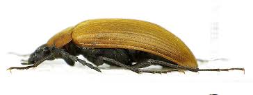 Attēlu rezultāti vaicājumam “Pseudocistela ceramboides”