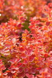 Attēlu rezultāti vaicājumam “Berberis”