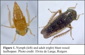 Attēlu rezultāti vaicājumam “Badhamiopsis macrospora sessile”
