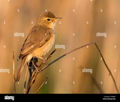 Image result for Hippolais caligata