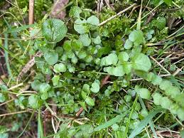 Attēlu rezultāti vaicājumam “Cardamine pratensis leaf”