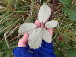 Attēlu rezultāti vaicājumam “Rubus plicatus leaf”