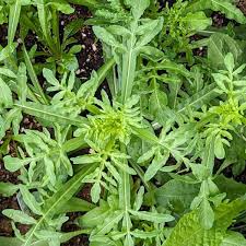 Image result for Reseda luteola