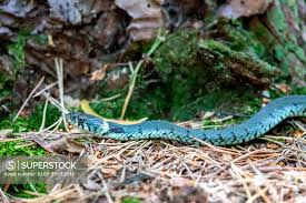 Image result for Ringelnatter