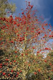 Attēlu rezultāti vaicājumam “Sorbus aucuparia fruit”