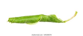 Attēlu rezultāti vaicājumam “Eudemis porphyrana”