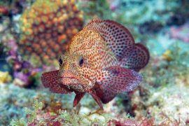 Image result for Epinephelus andersoni