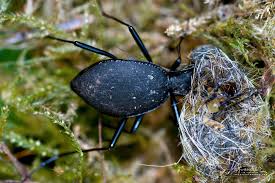 Attēlu rezultāti vaicājumam “Exobasidium cassandrae”