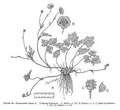 Attēlu rezultāti vaicājumam “Ranunculus repens”