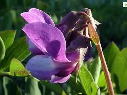 Attēlu rezultāti vaicājumam “Lathyrus japonicus subsp. maritimus leaf”