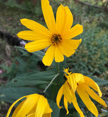 Attēlu rezultāti vaicājumam “Helianthus tuberosus flower”