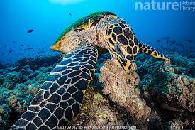 Image result for Eretmochelys imbricata