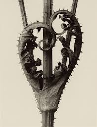 Image result for Dipsacus laciniatus