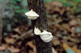 Attēlu rezultāti vaicājumam “Postia tephroleucus”