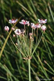 Attēlu rezultāti vaicājumam “Butomaceae”