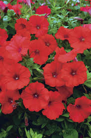 Image result for Petunia hybrida