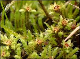 Attēlu rezultāti vaicājumam “Philonotis fontana”