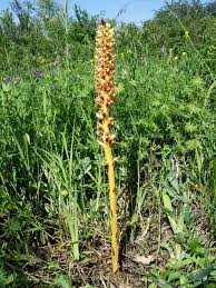 Attēlu rezultāti vaicājumam “Orobanche elatior flower”