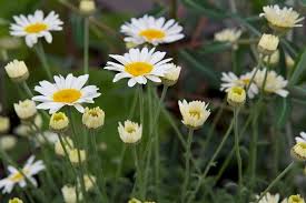 Attēlu rezultāti vaicājumam “Anthemis tinctoria”