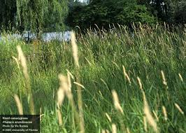 Attēlu rezultāti vaicājumam “Phalaroides arundinacea”